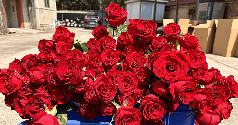 致最美的你！2024年三八婦女節(jié)如約而至，雅香麗懷揣著無比的敬意與期待，熱烈慶祝這個專屬于女性朋友們的盛大節(jié)日！